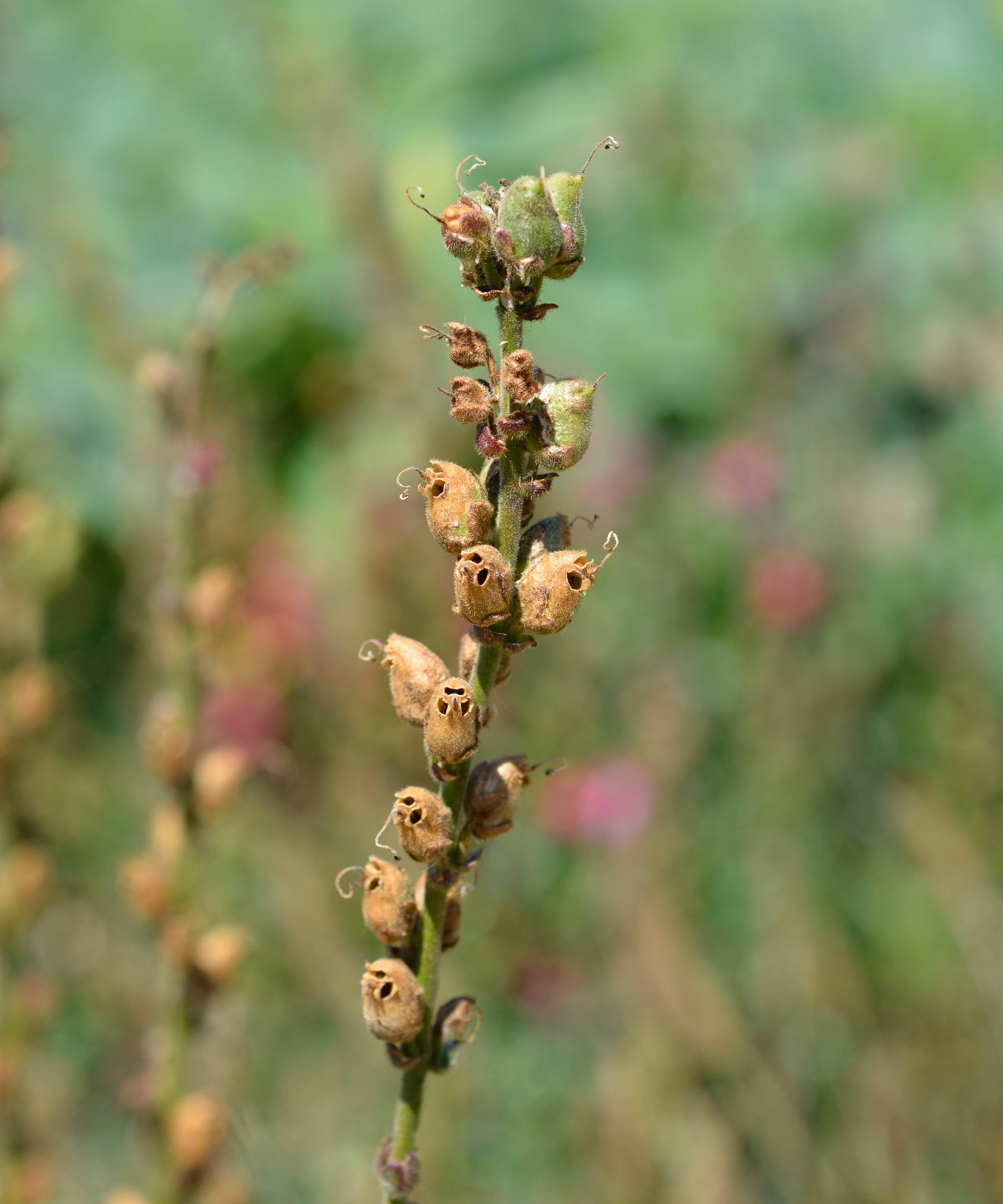 Dried snapdragon seed pod ready for seeds to be harvested