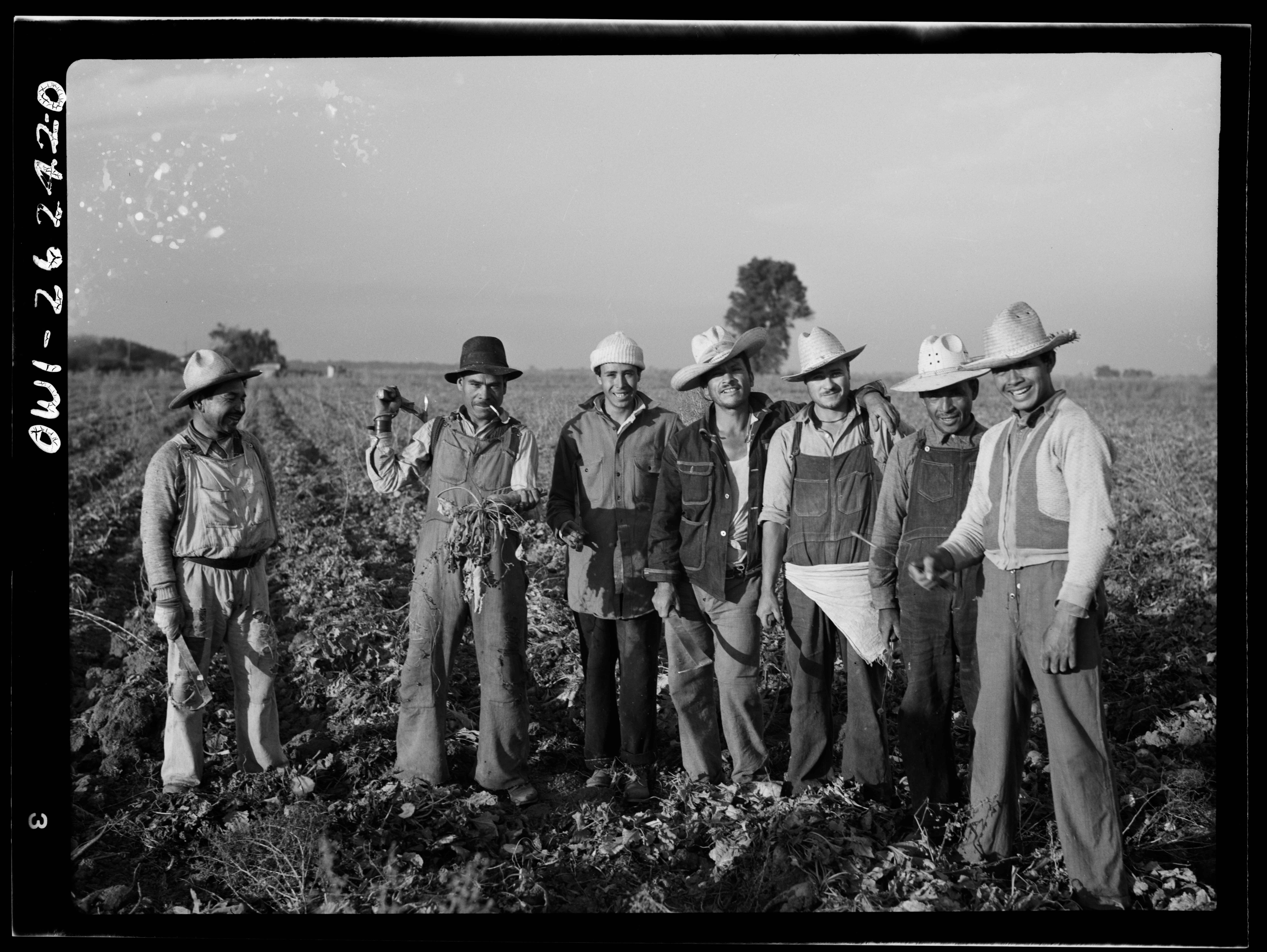 Seven men in hats and work clothes stand smiling together in a field, one holding up harvested beets.