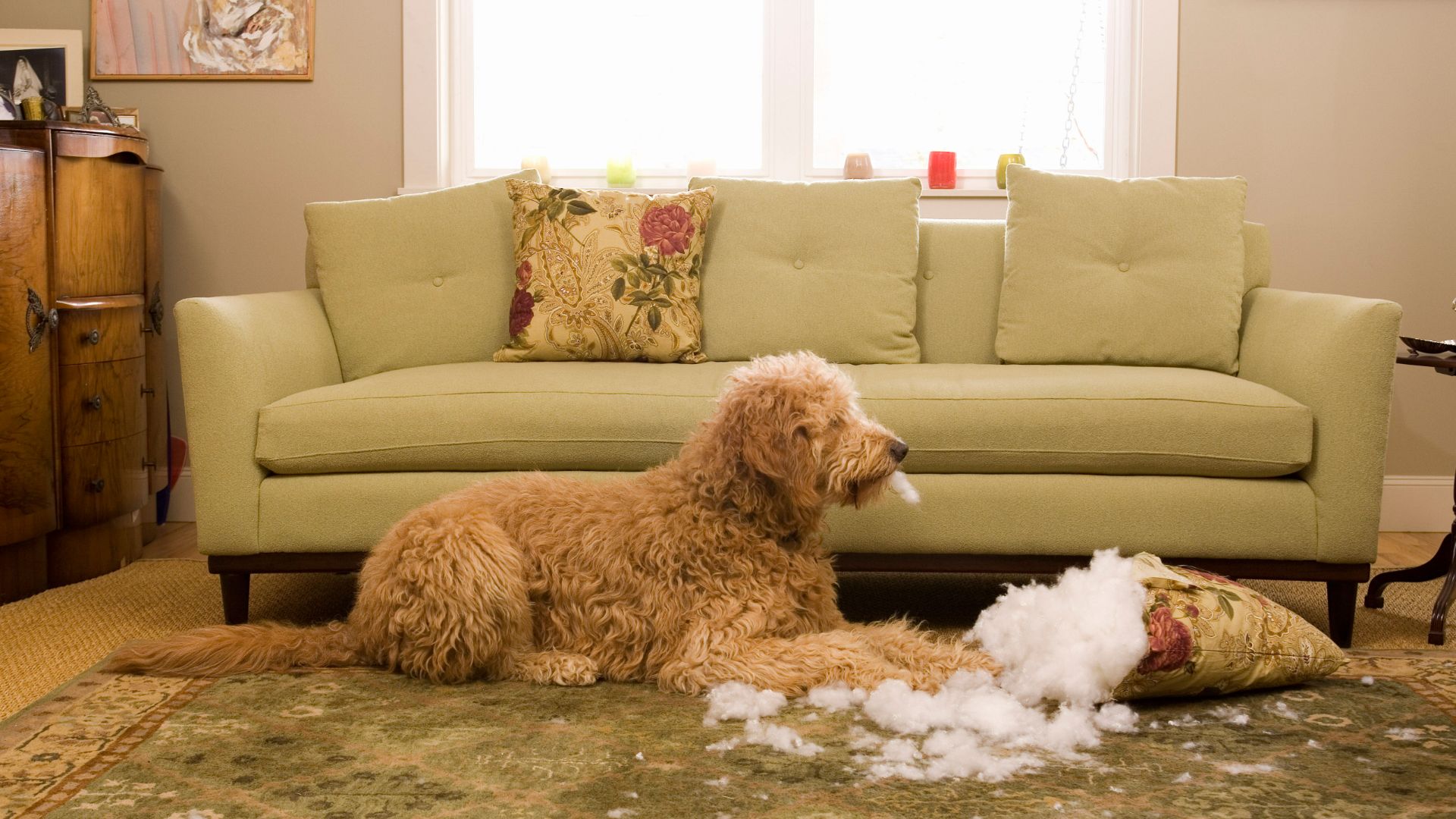 Dog lies down in front of sofa chewing a cushion