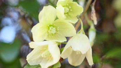 winter clematis