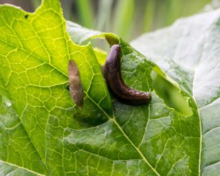 slugs on rhubarb leaf