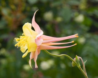 Aquilegia X Hybrida, Origami Apricot and Yellow Stock Photo Download preview Save to lightbox Add to cart Share Aquilegia X Hybrida, Origami Apricot and Yellow
