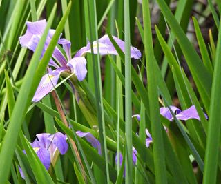 Blue flag iris, Iris virginica, growing in a garden