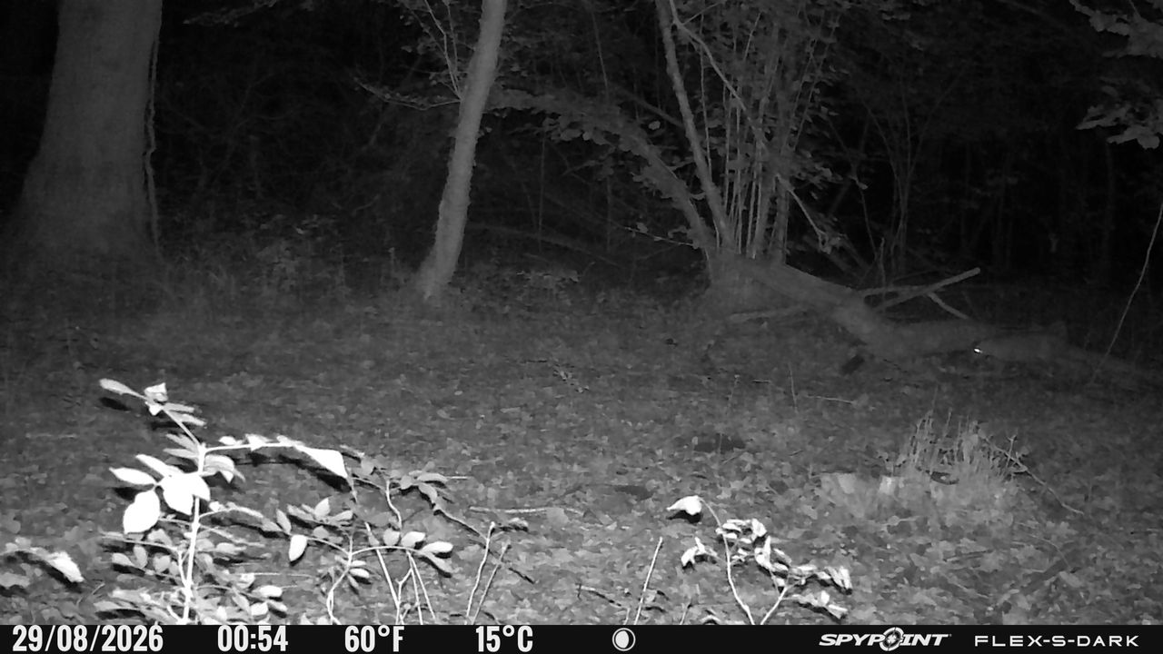 Nighttime images from the Spypoint FLEX-S-Dark trail camera