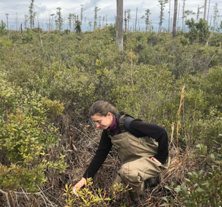 Researcher Emily Ury measuring soil salinity in a ghost forest.