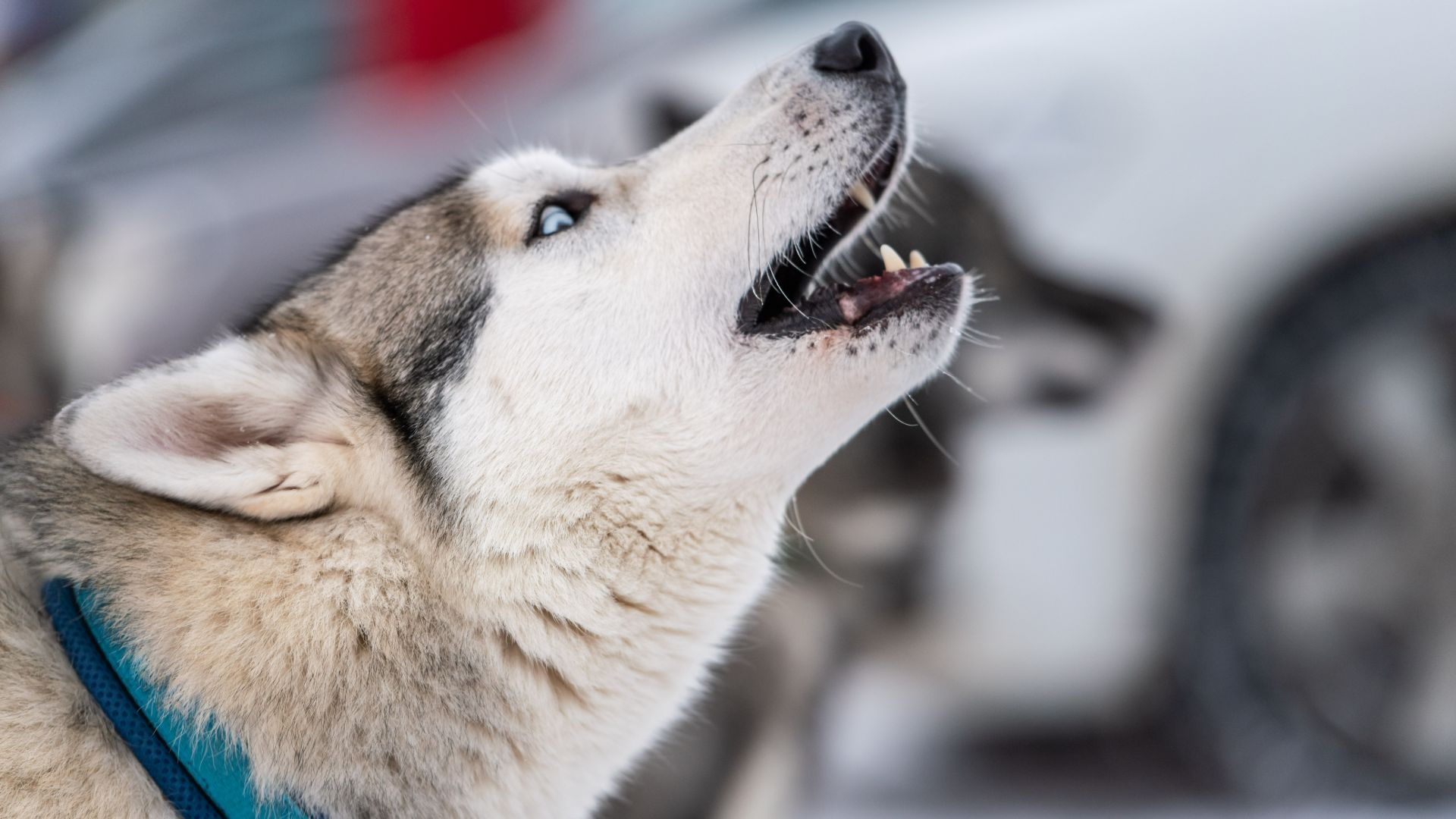 Husky profile view barking