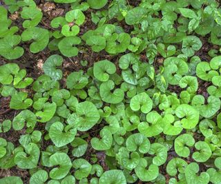 Chinese wild ginger with green heart-shaped leaves