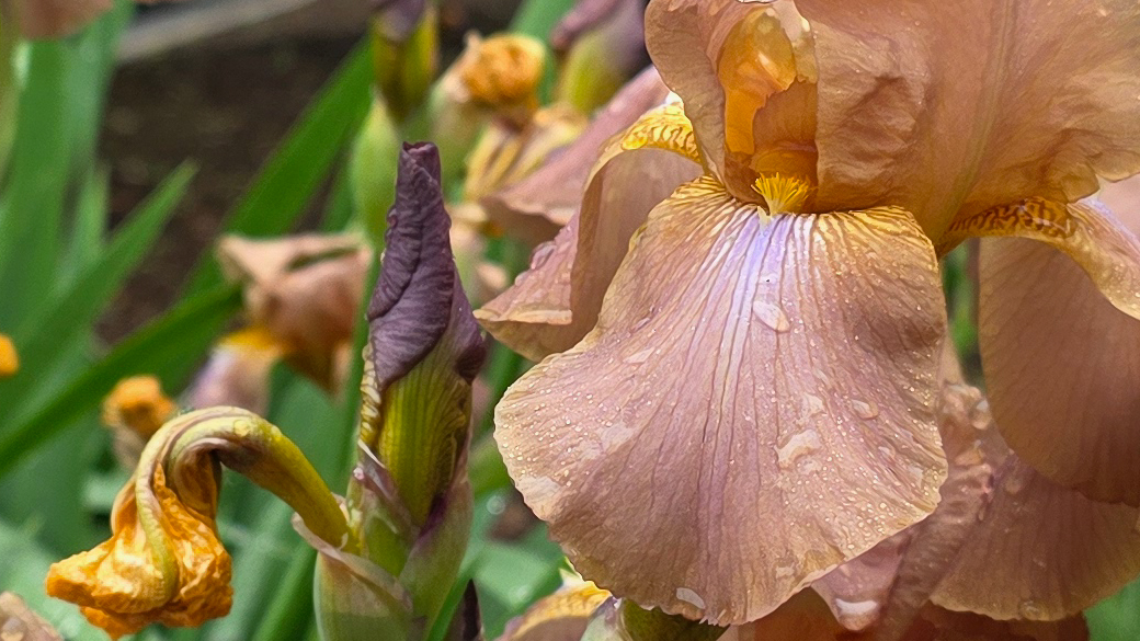 A close up of flowers