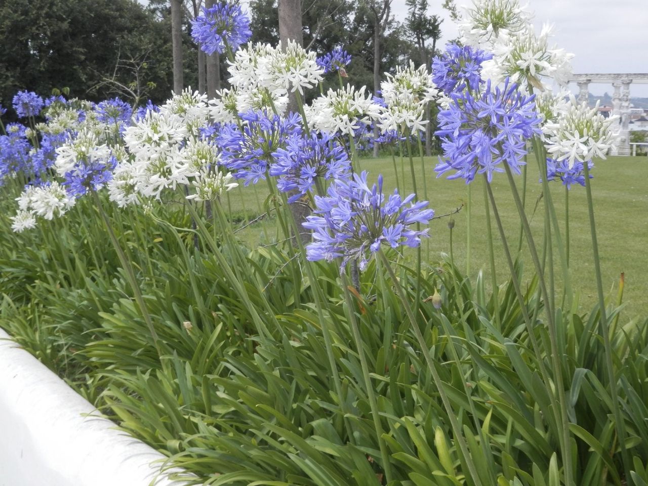 Agapanthus Plants About to be Cared for in the Winter