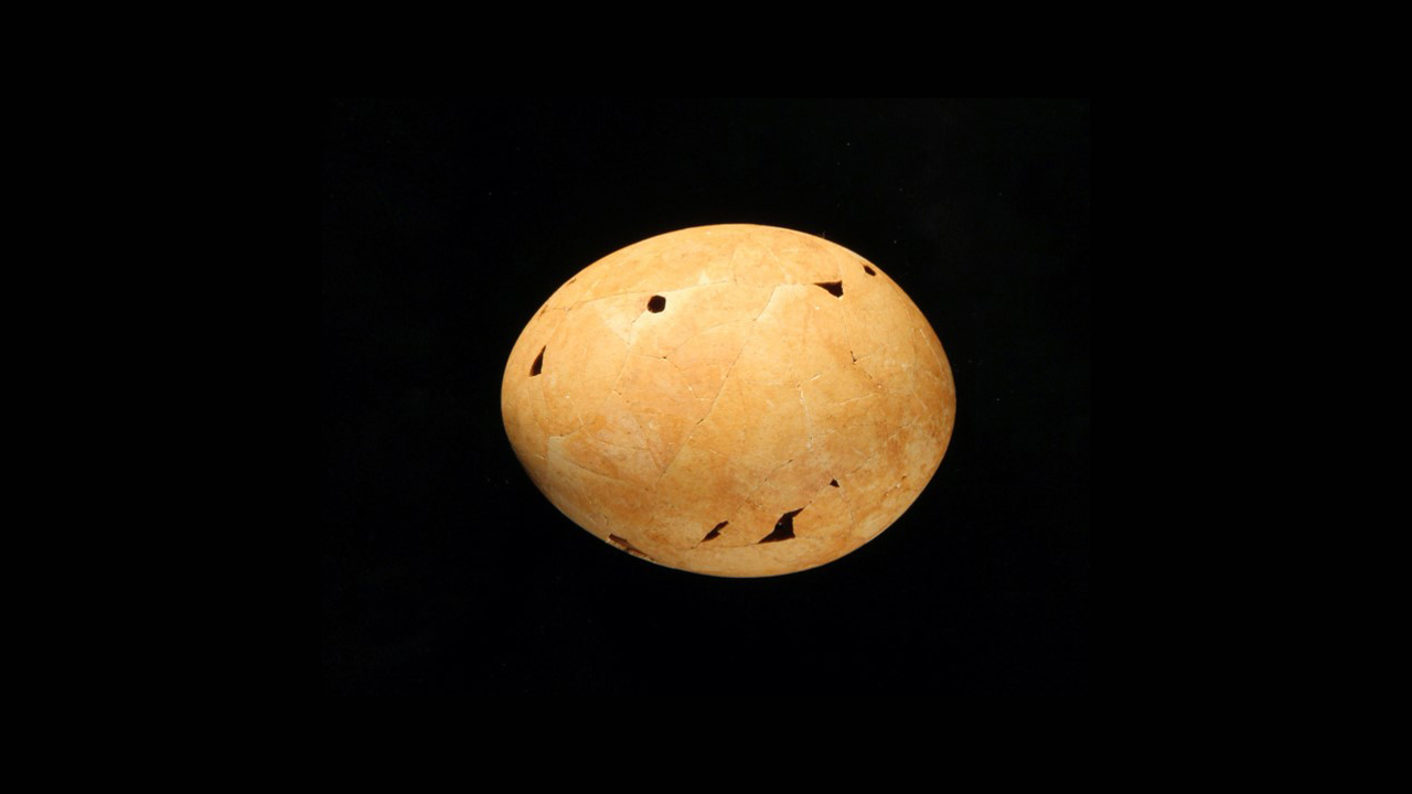 The only almost complete Genyornis eggshell ever found, discovered in South Australia. Four puncture holes in the shell hint that the egg was predated by a scavenging marsupial.