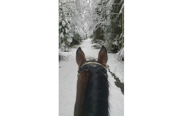 horses in the snow