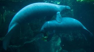 A large manatee with a baby calf.