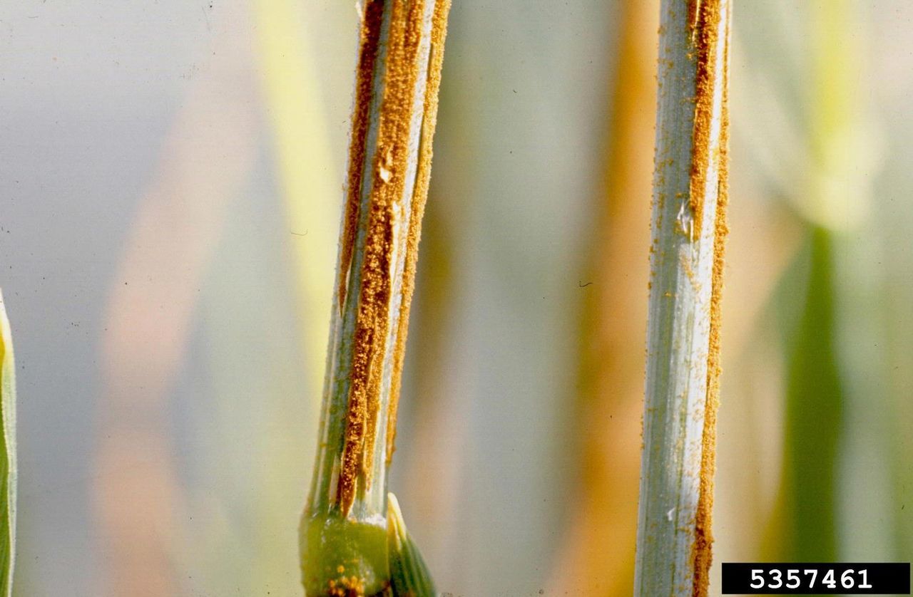 Stem Rust On Oat Crops