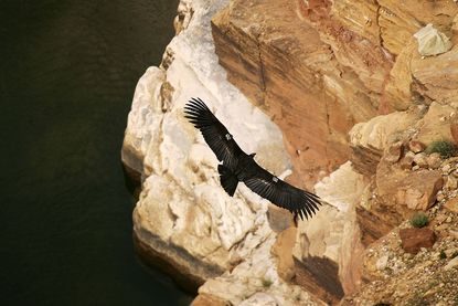A California condor.