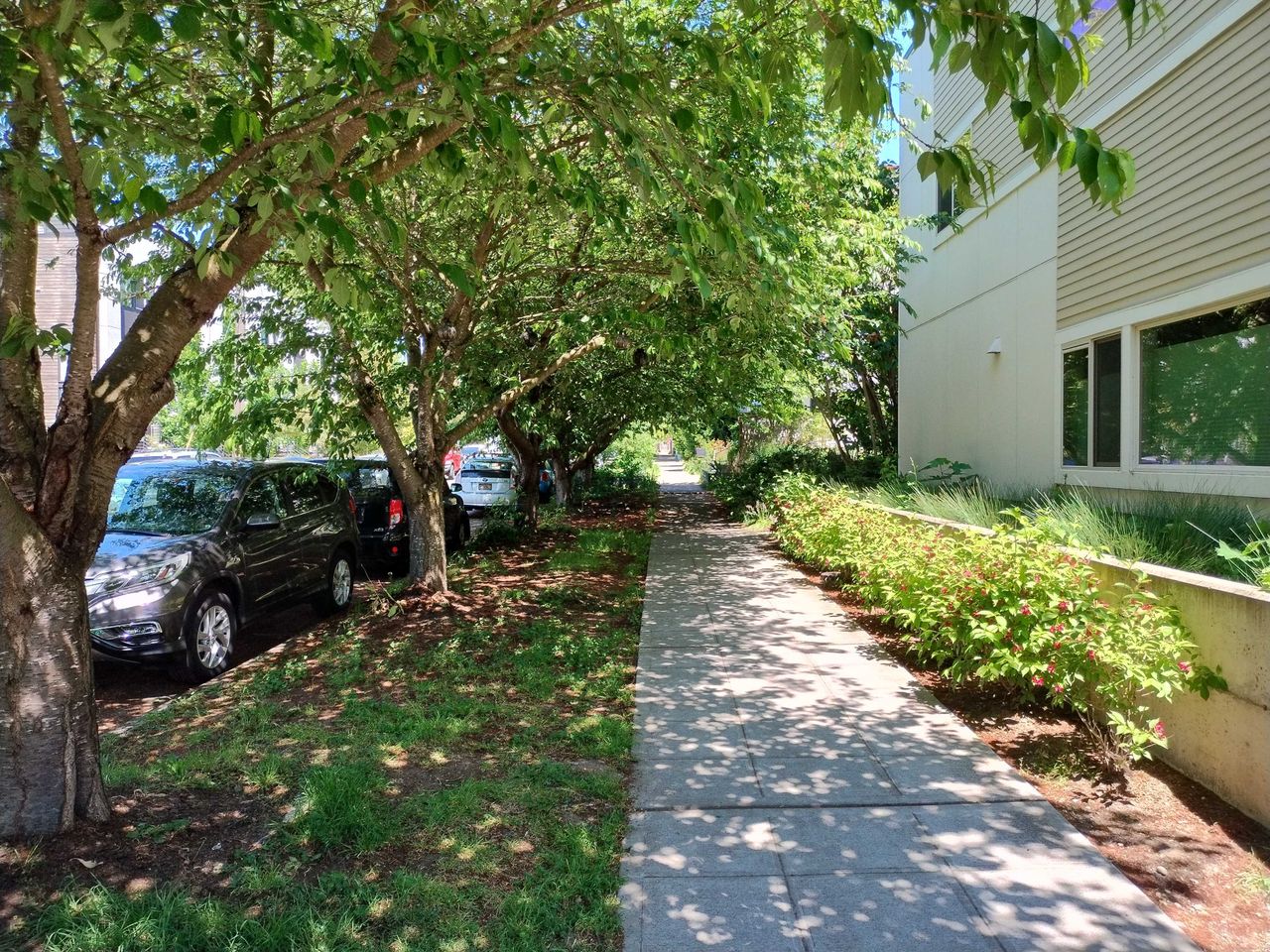 A sidewalk with trees