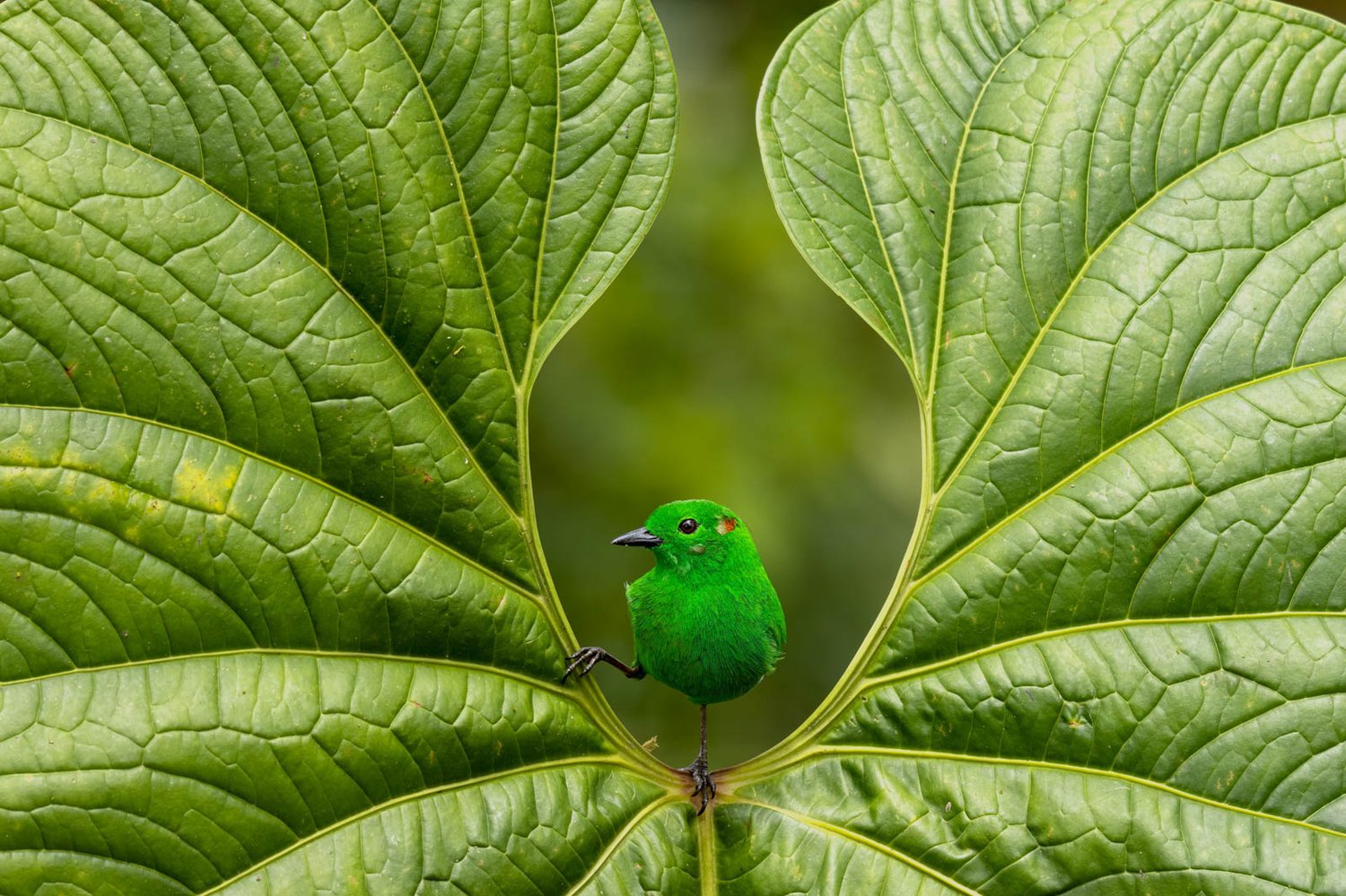 These award-winning bird photos will brighten up your day