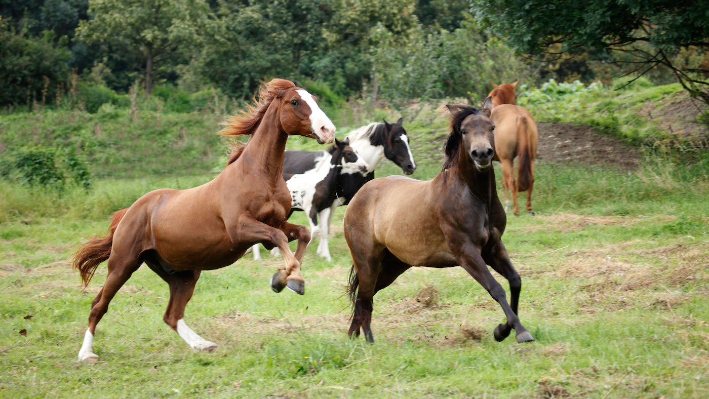 WAtching how horses act in a herd can help in building confidence for handling horses