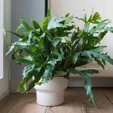 Large fern in white pot sits on floor near window, bathed in indirect light