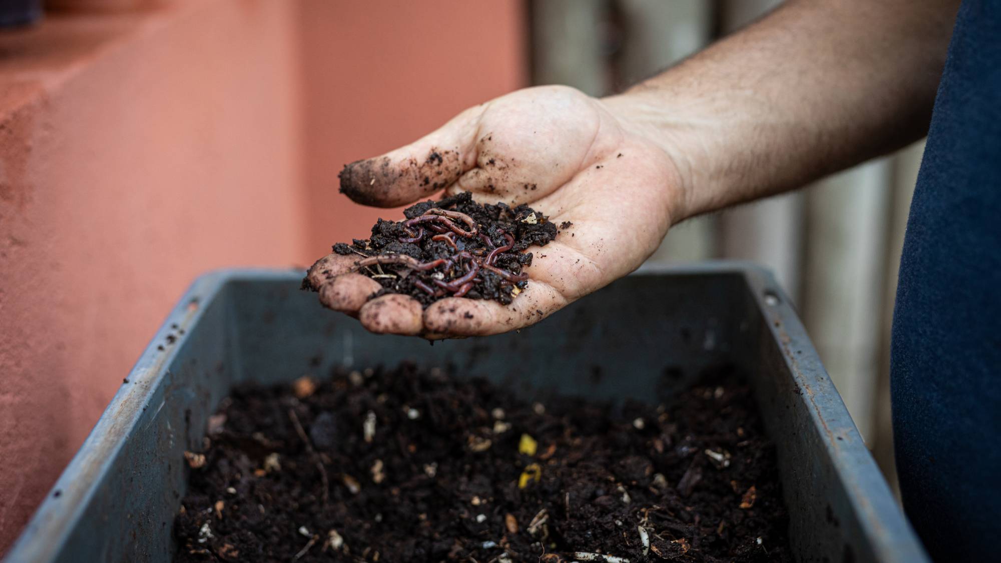 Gardener holding compost, worms, and kitchen scraps