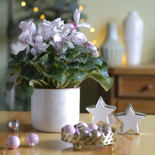 Lilac cyclamen in a white pot sitting on a table, next to decorative stars and baubles