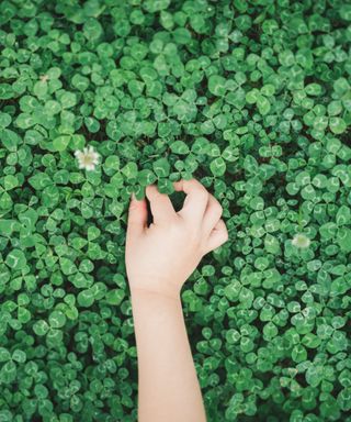 A hand on top of a dark green clover lawn