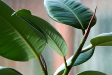 Ficus elastica or rubber plant leaves 