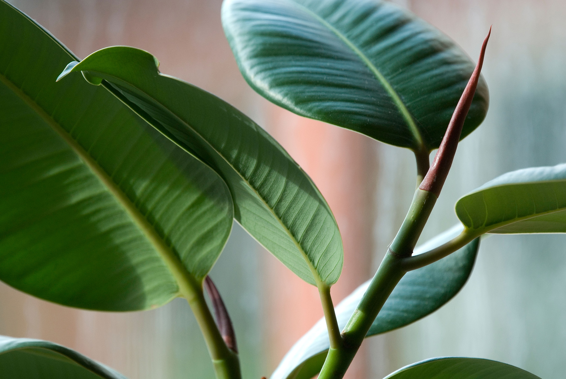 15 Gorgeous Houseplants That Will Thrive in Your Living Room