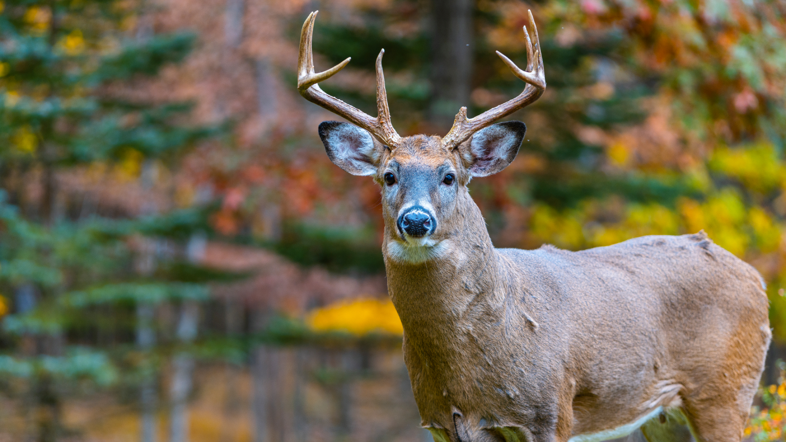 Buck deer in fall garden