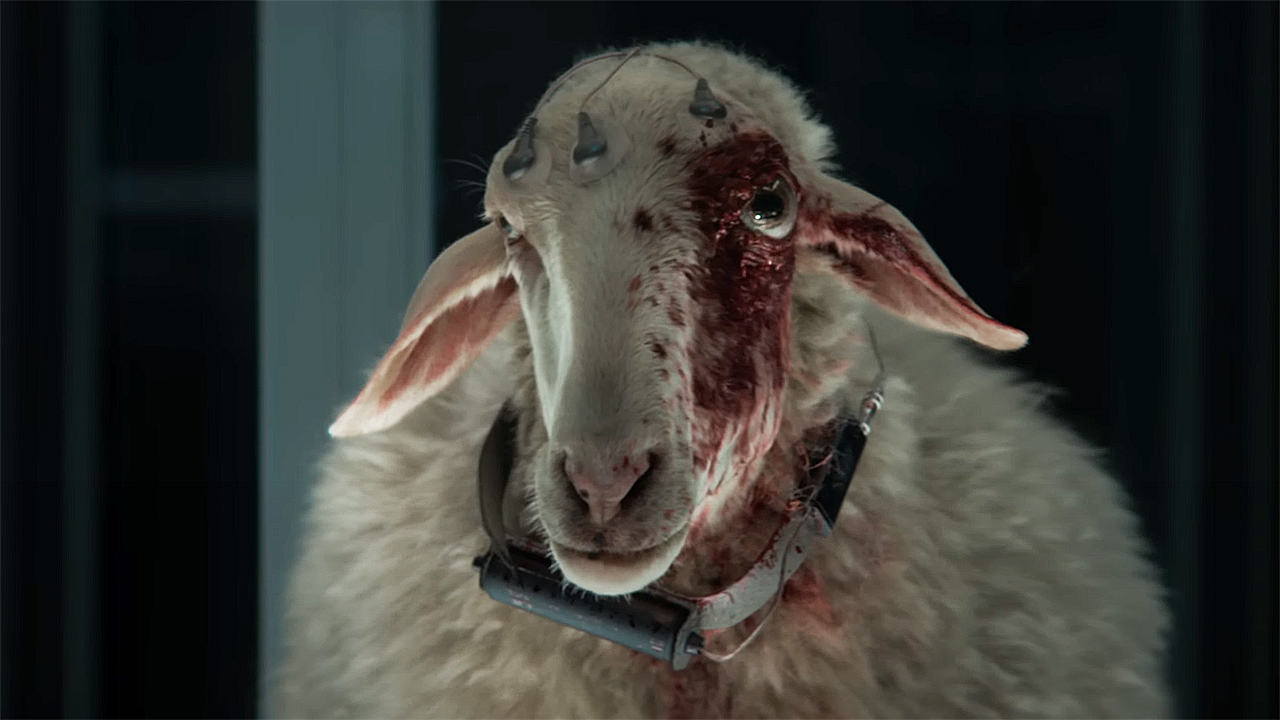 A sheep whose left eye socket has been taken over by an eye-based extraterrestrial lifeform in Alien: Earth