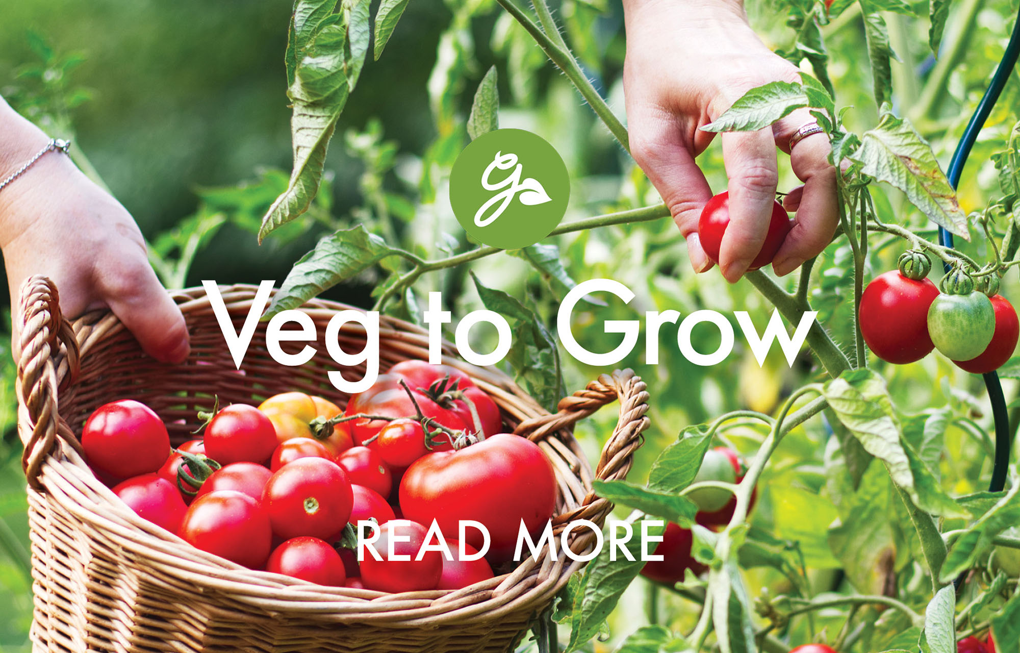 Read more about vegetables to grow in March. Image shows gardener picking tomatoes