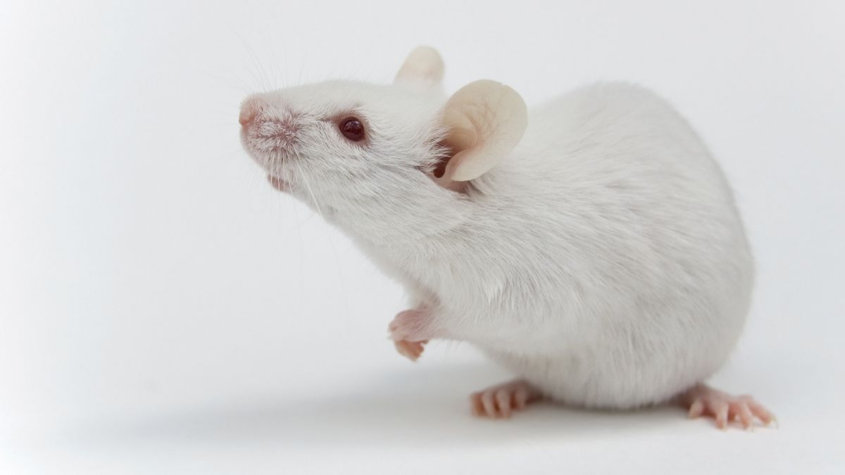 Combo of cancer therapy drugs increases mice lifespan by 30% — but anti-aging benefits in humans remain unknown