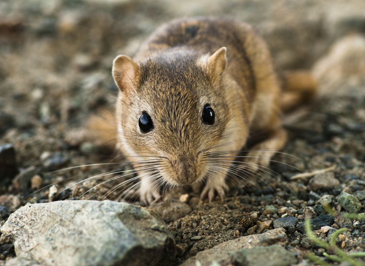 New study finds gerbils, not rats, were to blame for Black Death