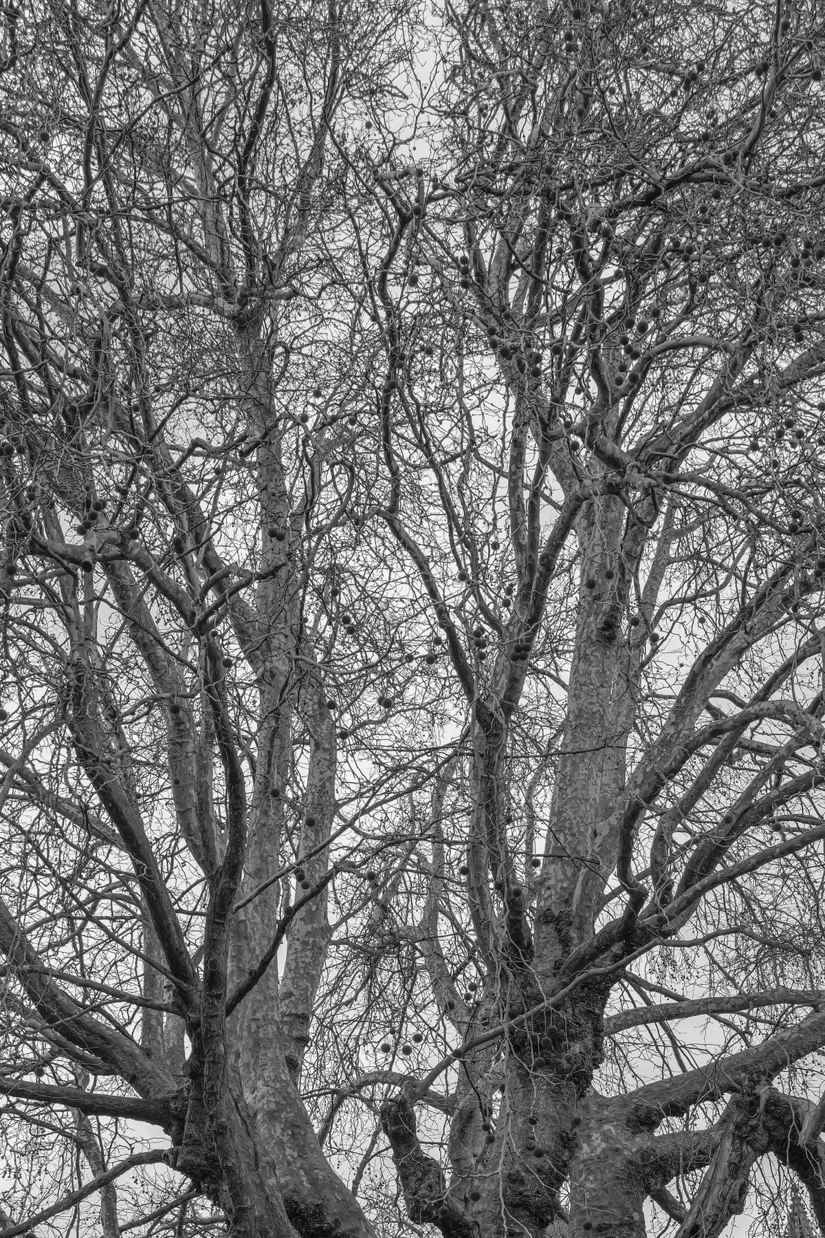 A photo taken on a Leica Q3 Monochrom black-and-white mirrorless camera