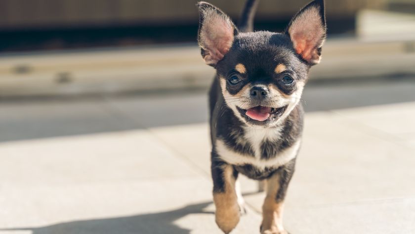 A black and brown chihuahua on a sidewalk walks toward the camera.