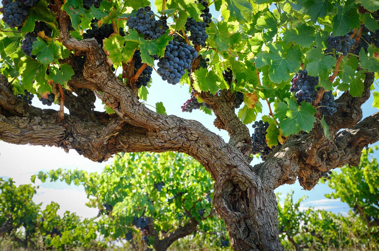 Old vine in the Alkina Vineyard