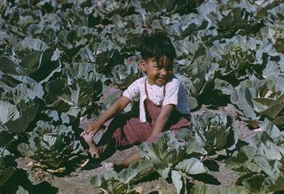 boy in cabbage field