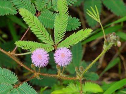 Tickle Me Plant