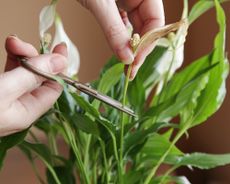pruning old flowers from peace lily houseplant