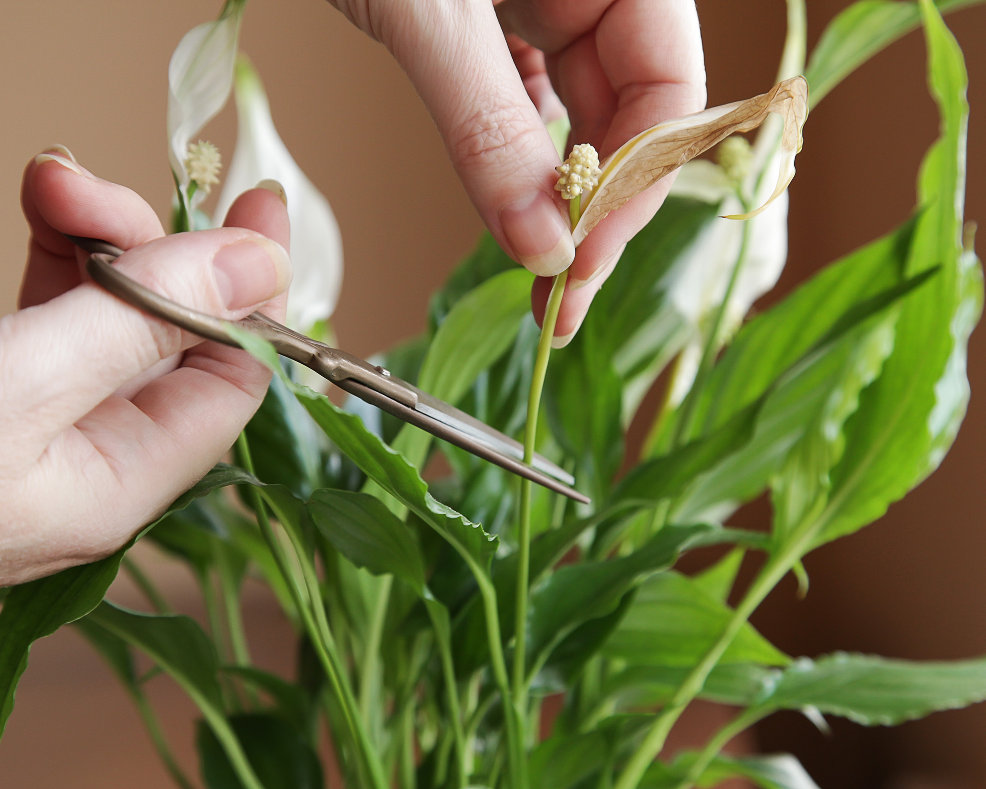 pruning old flowers from peace lily houseplant