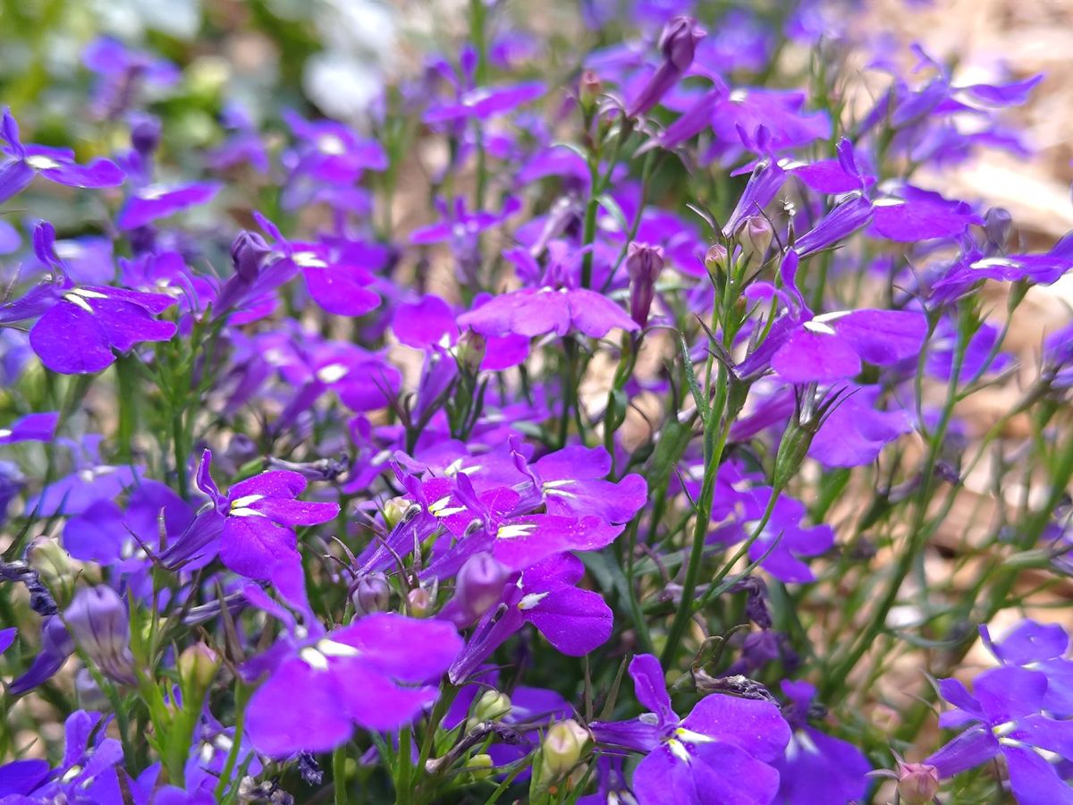 Asus Zenfone 10 camera samples