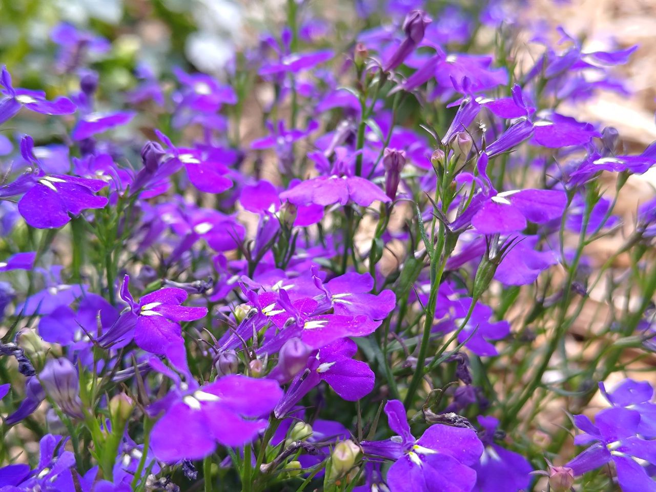 Asus Zenfone 10 camera samples