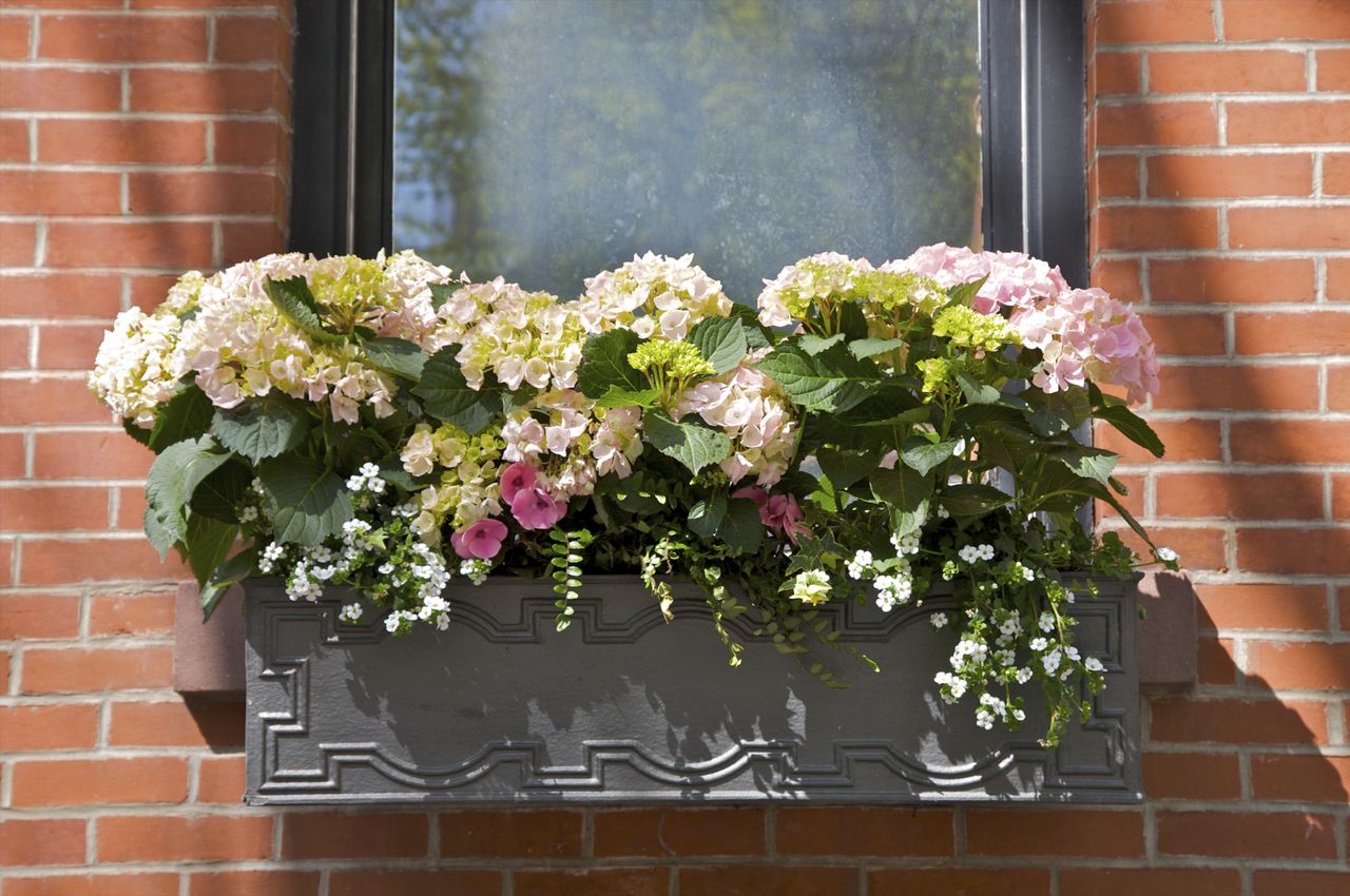 A window box with white and pink flowers