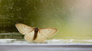 Moth on the bottom of a window pane