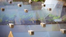 Young plants growing under cloches