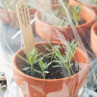 lavender cuttings in pot under plastic to aid rooting