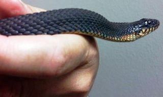 In September 2015, a female water snake at the Missouri Department of Conservation's (MDC) Cape Girardeau Conservation Nature Center gave birth to a litter of snakes without any help from a male.