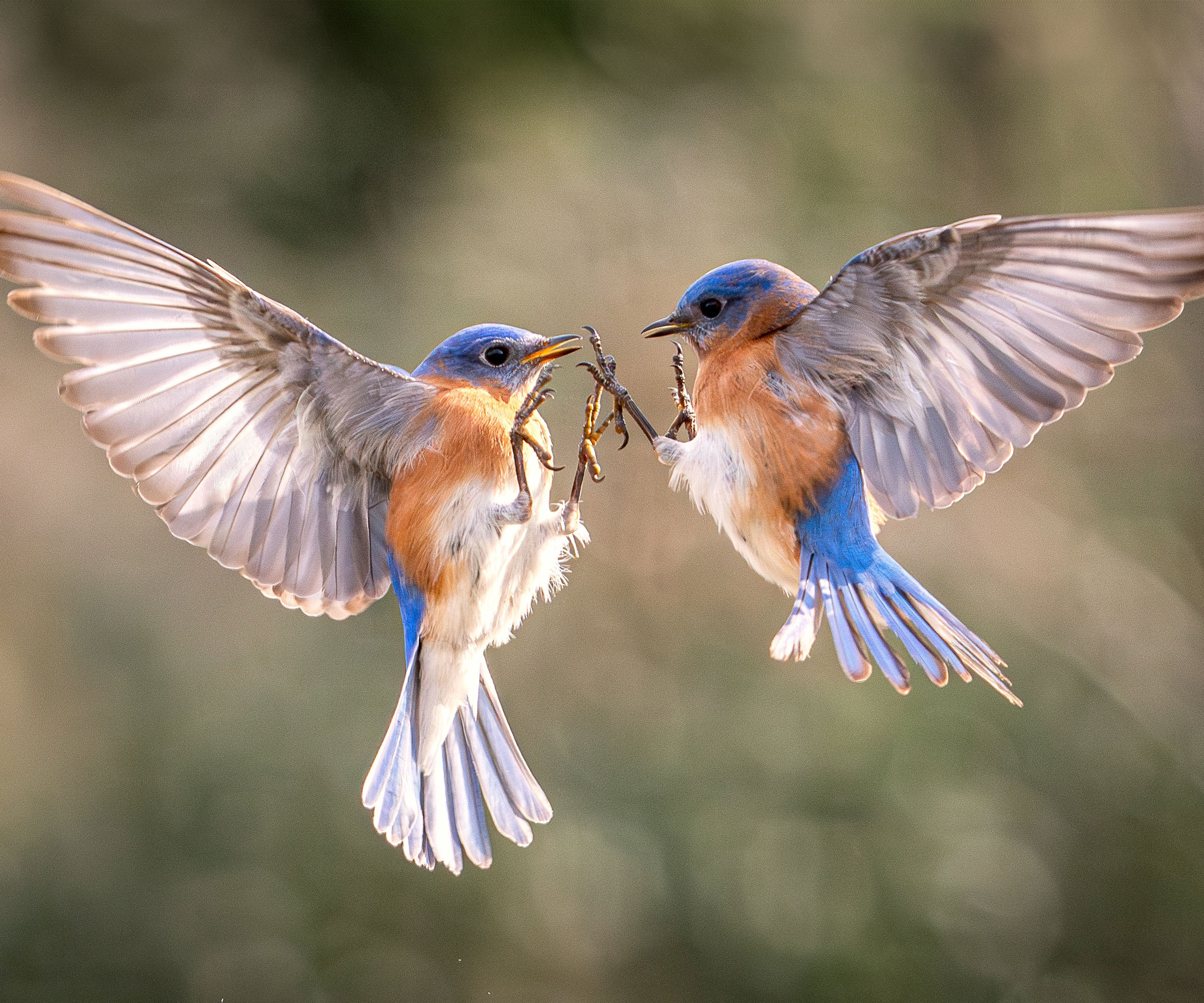 two bluebirds fighting in mid flight