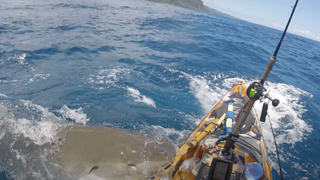 tiger shark attacks kayak in Hawaii 