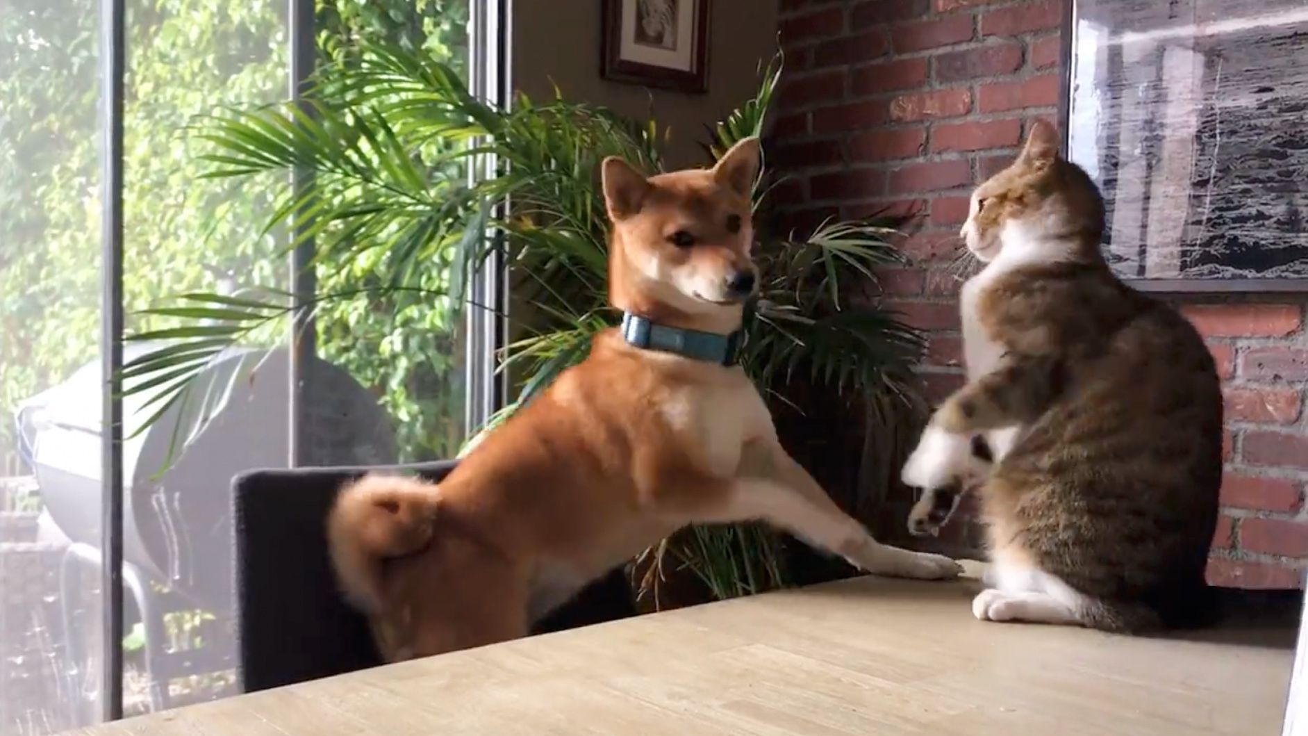 Cat knocks dog off chair in hilarious viral video PetsRadar