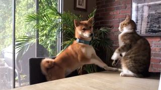 Cat knocks dog off chair